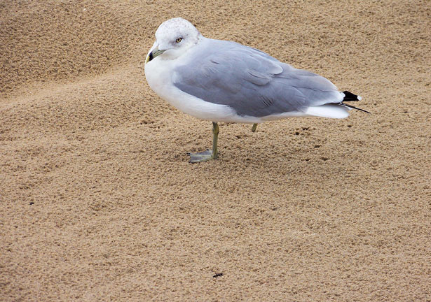 One Legged Seagull Free Stock Photo - Public Domain Pictures