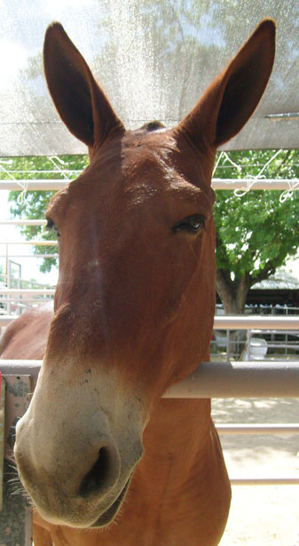 Curious Mule Free Stock Photo - Public Domain Pictures
