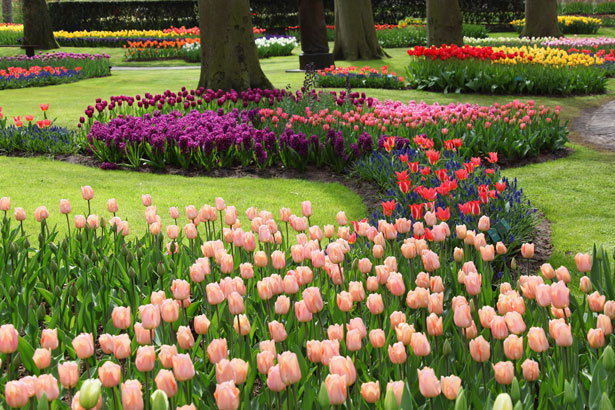 Colorful Flowers In Keukenhof Free Stock Photo - Public Domain Pictures