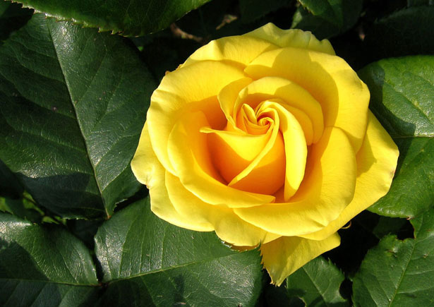 Download Yellow Rose Free Stock Photo - Public Domain Pictures