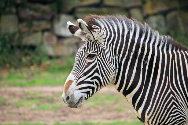 Zebra Head Free Stock Photo - Public Domain Pictures