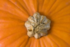 Pumpkin Peduncle