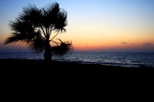 Palm Tree And Sea At Sunset