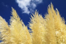 Yellow Grass And Sky