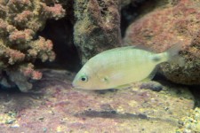 Seabream Fish