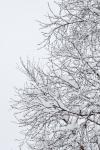 Snow Covered Branches