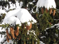 Snow Covered Fir Cones