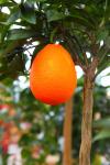 Growing Orange On Tree