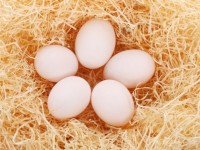 Five Eggs