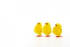 Three Chicks