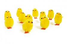 Yellow Chicks