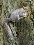 Squirrel On Branch