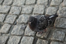 Pigeon On Pavement