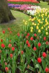 Colorful Tulips And Hyacinths
