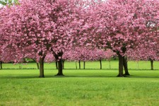 Sakura Trees