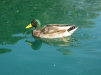 Duck In Pond