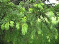 New Growth On Pine Tree