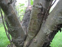 Gnarly Tree Bark