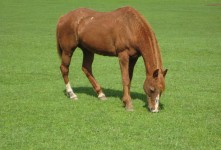 Horse In Green Pasture