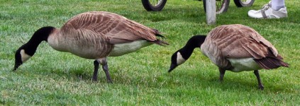 Geese Eating