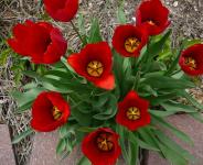 Red Tulips