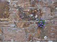 Flowers On The Wall