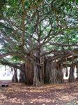 Banyan Tree