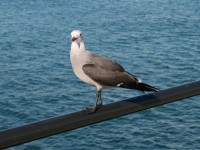 Seagull Perched On Pier Railing