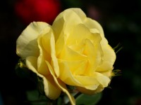 Yellow Sunlit Rose