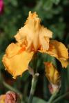 Yellow Bearded Iris