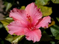 Pink Hibiscus Blossom