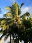 Coconut Palm