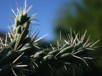 Closeup - Fruit Chain Cholla Cactus