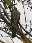 Young Hawk In A Tree