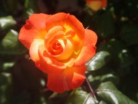 Orange And Yellow Rose