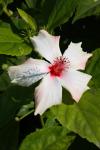 White Hibiscus With Red Stamen