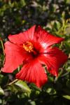 Red Hibiscus Bloom