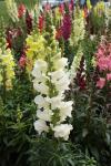 Various Colored Snapdragons