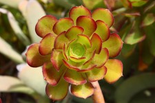 Aeonium Succulent
