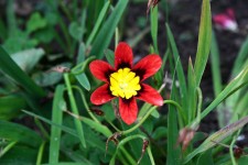Red, Black And Yellow Flower