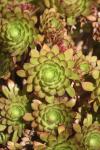 Aeonium Succulent Cluster
