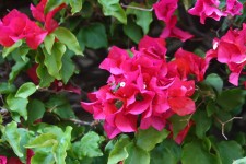 Bougainvillea With Red Blossoms