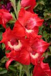 Red And White Gladiolus