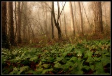 Forest In Fog