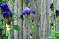 Two-tone Purple Irises