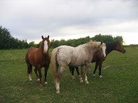 3 Horses In A Green Pasture