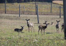 Fenced In Deer