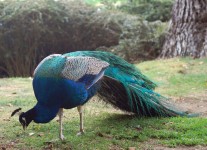 Peacock