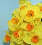 Narcissus Flowers