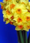 Yellow Daffodils